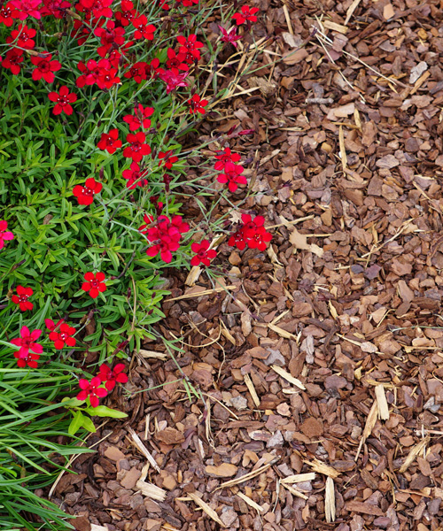 wood mulch in a garden bed with red flowers on green foliage